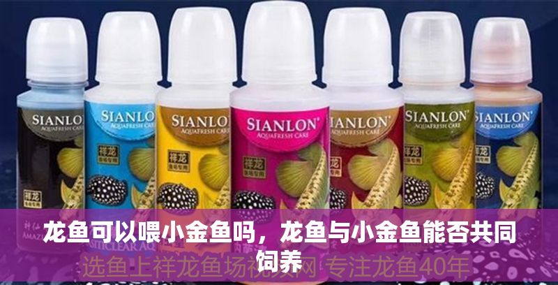 龍魚可以喂小金魚嗎，龍魚與小金魚能否共同飼養(yǎng) 龍魚可以喂小金魚嗎，龍魚與小金魚能否共同飼養(yǎng) 龍魚百科 第2張