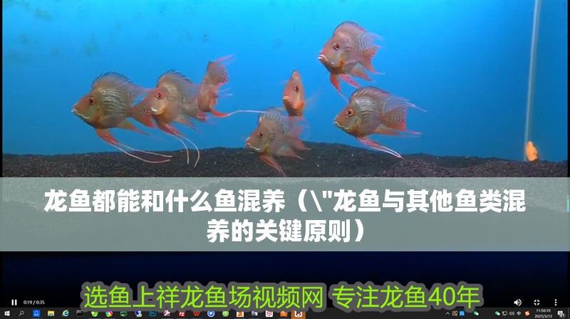 龍魚都能和什么魚混養（\