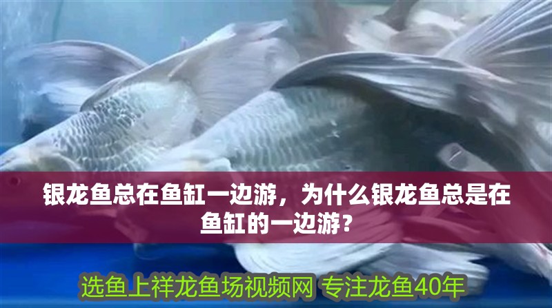 銀龍魚總在魚缸一邊游，為什么銀龍魚總是在魚缸的一邊游？