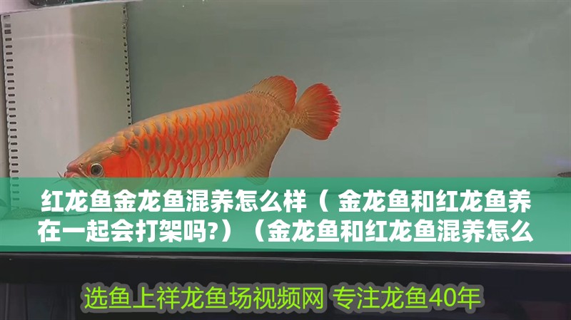 魚缸過濾器選購指南:自制魚缸過濾器魚缸上置過濾器對于養魚愛好者的必備知識 紅龍魚金龍魚混養怎么樣( 金龍魚和紅龍魚養在一起會打架嗎?)(金龍魚和紅龍魚混養怎么樣) 觀賞魚百科 紅龍魚金龍魚混養怎么樣( 金龍魚和紅龍魚養在一起會打架嗎?)(金龍魚和紅龍魚混養怎么樣) 紅龍魚金龍魚混養怎么樣( 金龍魚和紅龍魚養在一起會打架嗎?)(金龍魚和紅龍魚混養怎么樣) 觀賞魚百科