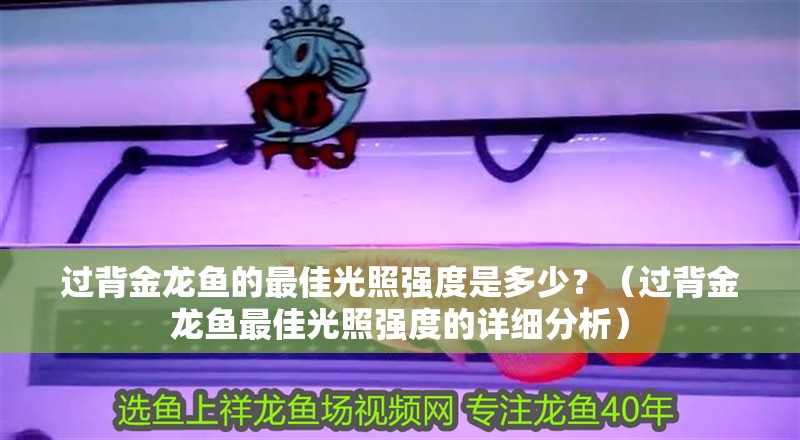過背金龍魚的最佳光照強度是多少？（過背金龍魚最佳光照強度的詳細分析）