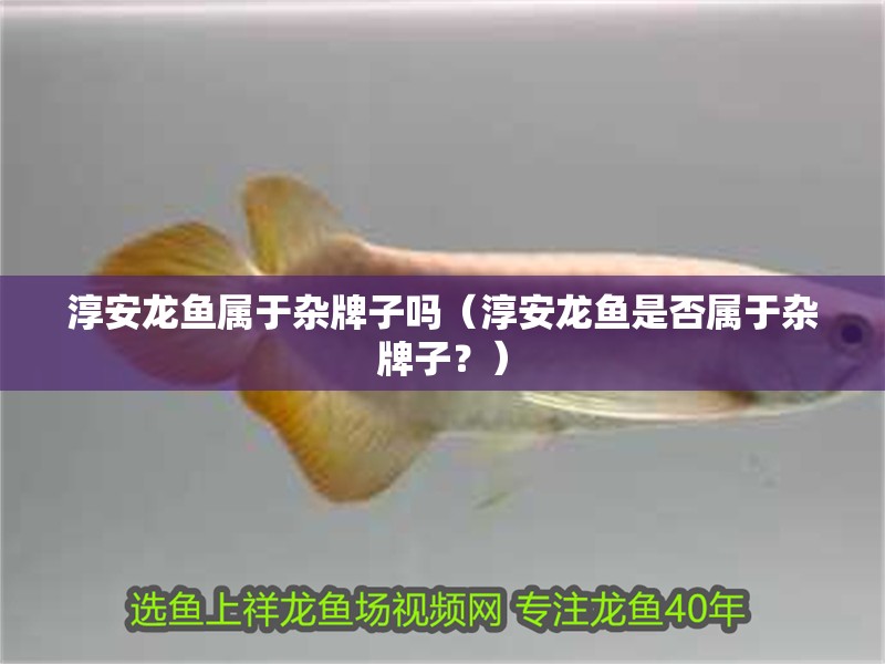 淳安龍魚屬于雜牌子嗎（淳安龍魚是否屬于雜牌子？） 淳安龍魚屬于雜牌子嗎（淳安龍魚是否屬于雜牌子？） 觀賞魚百科