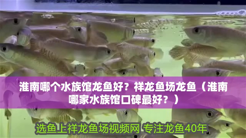 淮南哪個水族館龍魚好？祥龍魚場龍魚（淮南哪家水族館口碑最好？） 淮南哪個水族館龍魚好？祥龍魚場龍魚（淮南哪家水族館口碑最好？） 龍魚百科