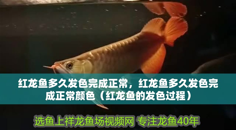 紅龍魚多久發(fā)色完成正常，紅龍魚多久發(fā)色完成正常顏色（紅龍魚的發(fā)色過程）