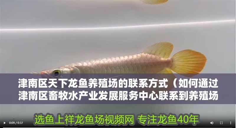 津南區(qū)天下龍魚養(yǎng)殖場的聯(lián)系方式（如何通過津南區(qū)畜牧水產(chǎn)業(yè)發(fā)展服務(wù)中心聯(lián)系到養(yǎng)殖場？） 津南區(qū)天下龍魚養(yǎng)殖場的聯(lián)系方式（如何通過津南區(qū)畜牧水產(chǎn)業(yè)發(fā)展服務(wù)中心聯(lián)系到養(yǎng)殖場？） 龍魚百科