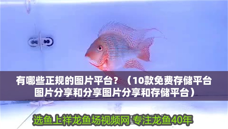 有哪些正規的圖片平臺？（10款免費存儲平臺圖片分享和分享圖片分享和存儲平臺） 有哪些正規的圖片平臺？（10款免費存儲平臺圖片分享和分享圖片分享和存儲平臺） 龍魚百科