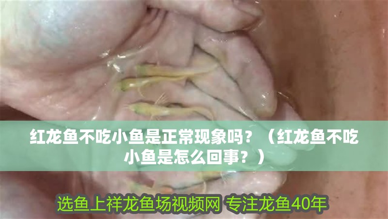 紅龍魚不吃小魚是正常現象嗎？（紅龍魚不吃小魚是怎么回事？）