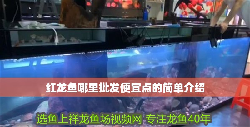 紅龍魚哪里批發(fā)便宜點的簡單介紹