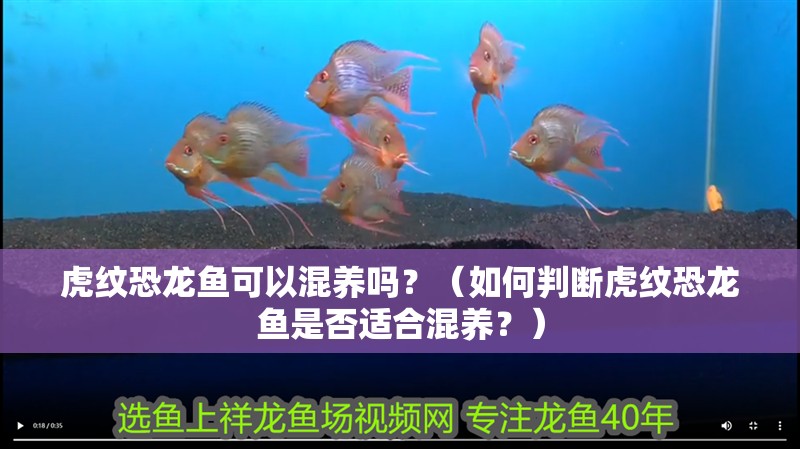 虎紋恐龍魚(yú)可以混養(yǎng)嗎？（如何判斷虎紋恐龍魚(yú)是否適合混養(yǎng)？）