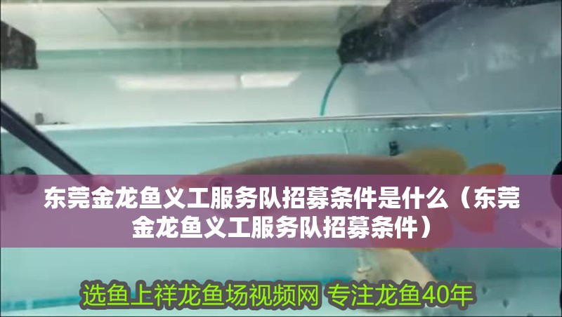 東莞金龍魚義工服務隊招募條件是什么（東莞金龍魚義工服務隊招募條件）