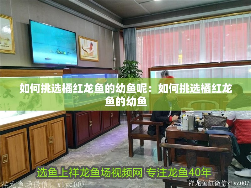 如何挑選橘紅龍魚的幼魚呢：如何挑選橘紅龍魚的幼魚