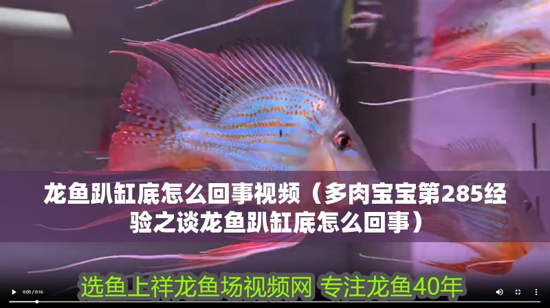 龍魚趴缸底怎么回事視頻（多肉寶寶第285經驗之談龍魚趴缸底怎么回事）