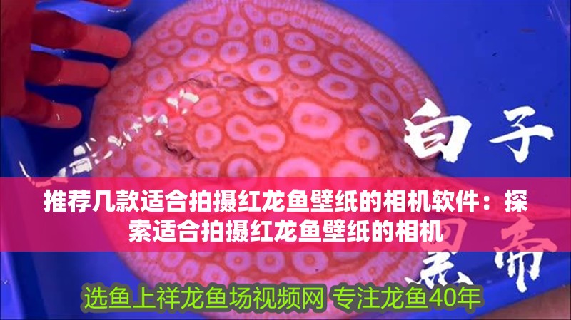 推薦幾款適合拍攝紅龍魚壁紙的相機軟件：探索適合拍攝紅龍魚壁紙的相機
