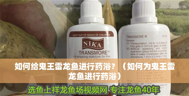 如何給鬼王雷龍魚進(jìn)行藥浴？（如何為鬼王雷龍魚進(jìn)行藥浴）