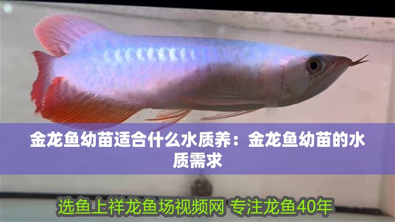 金龍魚幼苗適合什么水質養：金龍魚幼苗的水質需求