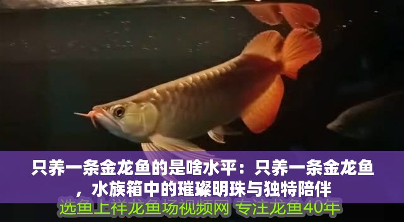 只養(yǎng)一條金龍魚的是啥水平：只養(yǎng)一條金龍魚，水族箱中的璀璨明珠與獨(dú)特陪伴