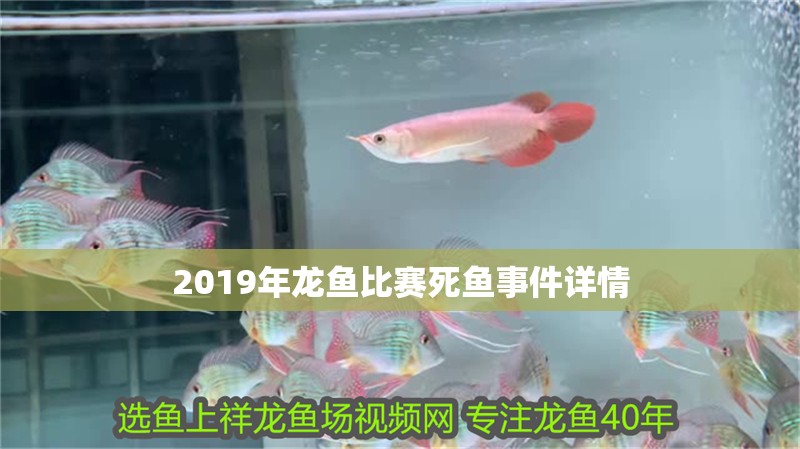 給大魚缸換水的作文:體驗給大魚缸換水的樂趣:體驗給大魚缸換水:給大魚缸換水的作文 2019年龍魚比賽死魚事件詳情 龍魚百科 2019年龍魚比賽死魚事件詳情 2019年龍魚比賽死魚事件詳情 龍魚百科
