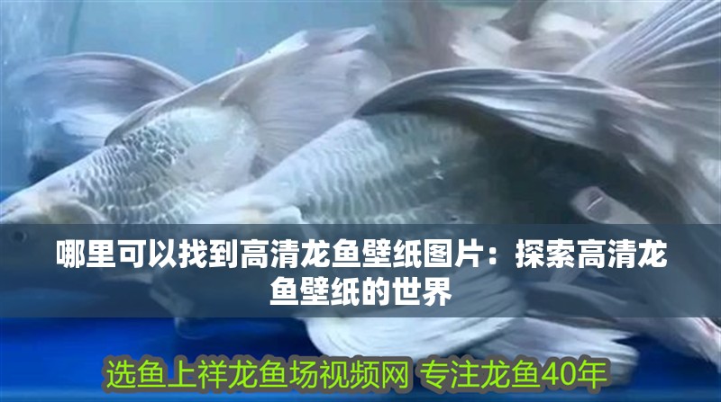 哪里可以找到高清龍魚壁紙圖片：探索高清龍魚壁紙的世界