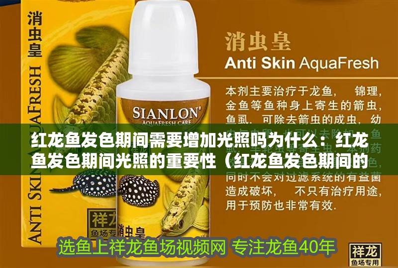 紅龍魚發(fā)色期間需要增加光照嗎為什么：紅龍魚發(fā)色期間光照的重要性（紅龍魚發(fā)色期間的光照管理）