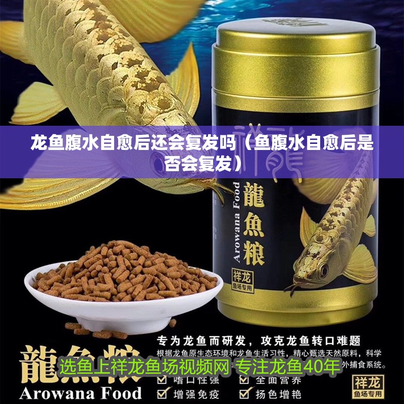 龍魚腹水自愈后還會復發嗎（魚腹水自愈后是否會復發）