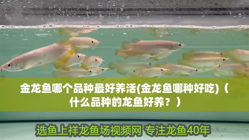 金龍魚哪個品種最好養活(金龍魚哪種好吃)（什么品種的龍魚好養？） 金龍魚哪個品種最好養活(金龍魚哪種好吃)（什么品種的龍魚好養？） 觀賞魚百科