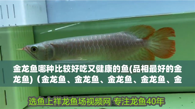 金龍魚哪種比較好吃又健康的魚(品相最好的金龍魚)（金龍魚、金龍魚、金龍魚、金龍魚、金龍魚、過背金龍魚、金龍魚）