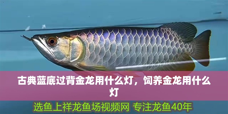 古典藍底過背金龍用什么燈，飼養金龍用什么燈