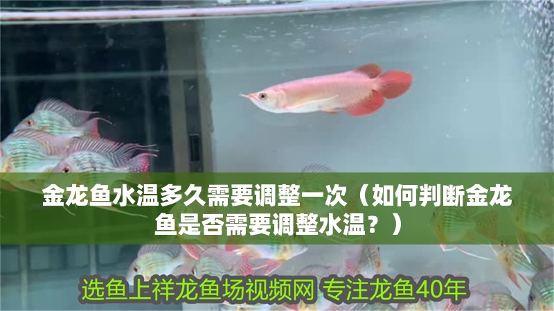 金龍魚水溫多久需要調整一次（如何判斷金龍魚是否需要調整水溫？）