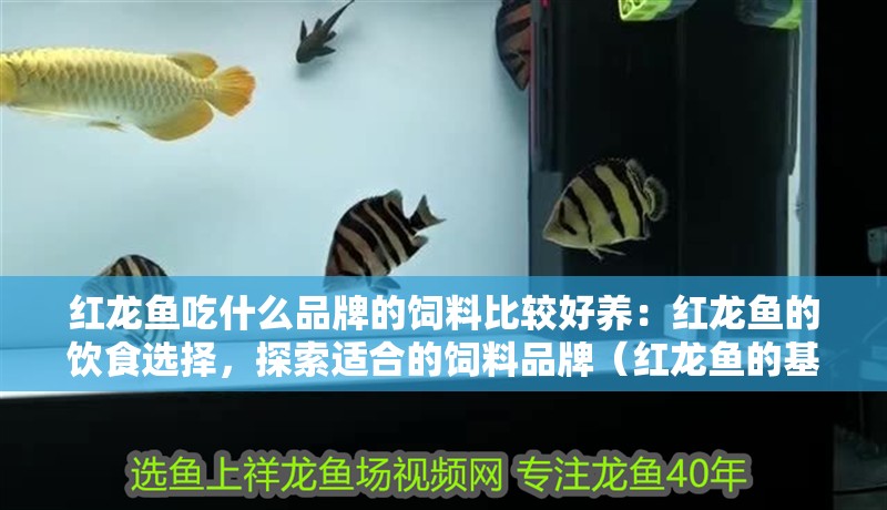 紅龍魚吃什么品牌的飼料比較好養(yǎng)：紅龍魚的飲食選擇，探索適合的飼料品牌（紅龍魚的基本營(yíng)養(yǎng)需求及牌子）