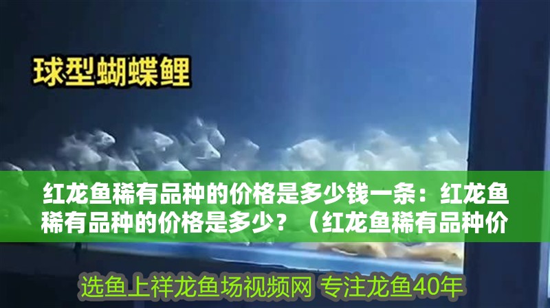 紅龍魚稀有品種的價格是多少錢一條：紅龍魚稀有品種的價格是多少？（紅龍魚稀有品種價格是多少紅龍魚稀有品種的價格是多少） 紅龍魚稀有品種的價格是多少錢一條：紅龍魚稀有品種的價格是多少？（紅龍魚稀有品種價格是多少紅龍魚稀有品種的價格是多少） 水族問答
