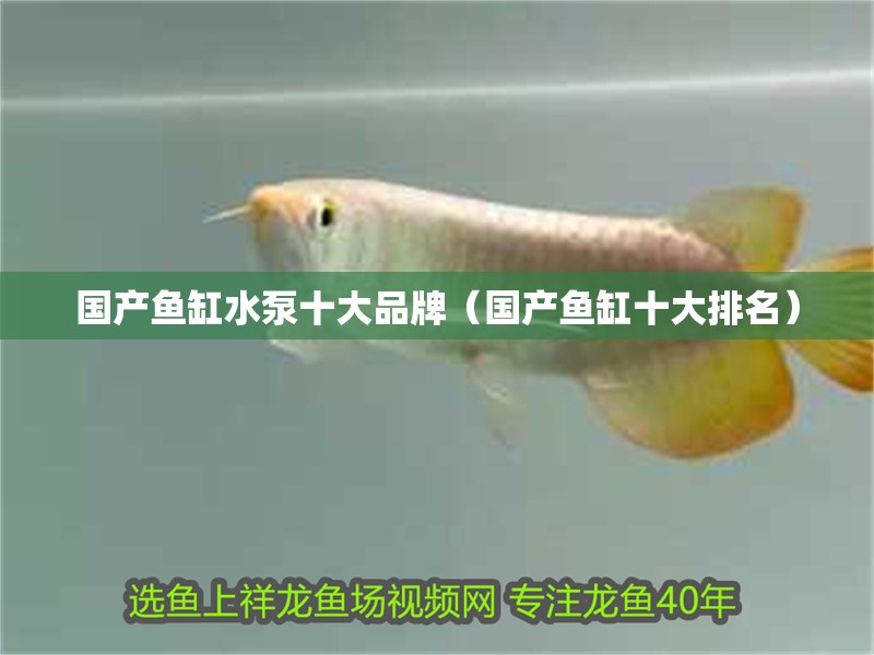 國產(chǎn)魚缸水泵十大品牌（國產(chǎn)魚缸十大排名）
