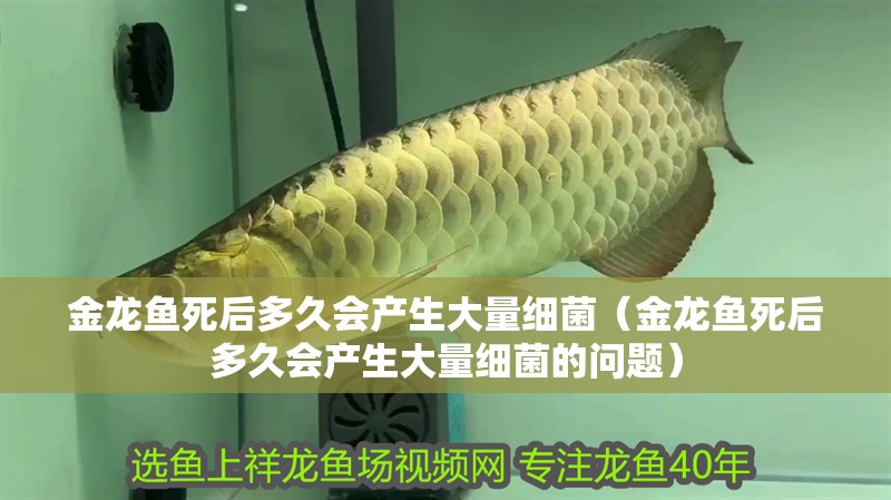 金龍魚死后多久會產生大量細菌（金龍魚死后多久會產生大量細菌的問題） 金龍魚死后多久會產生大量細菌（金龍魚死后多久會產生大量細菌的問題） 龍魚百科