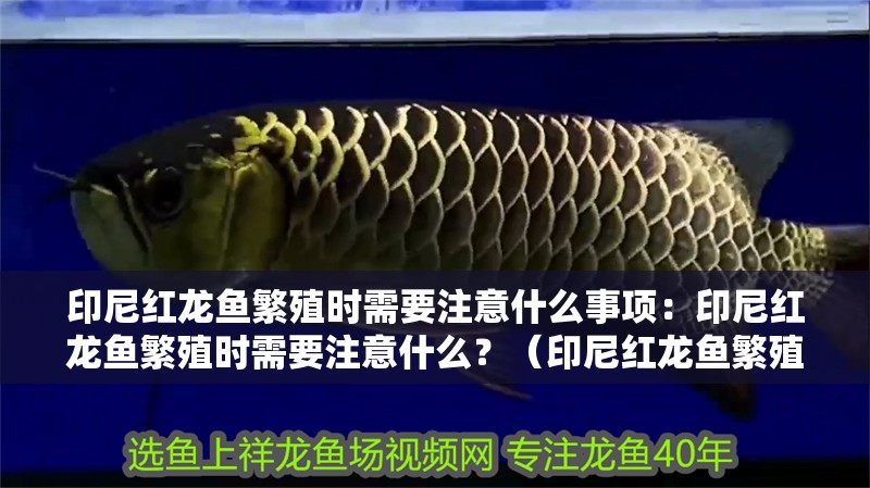 印尼紅龍魚繁殖時需要注意什么事項：印尼紅龍魚繁殖時需要注意什么？（印尼紅龍魚繁殖時需要注意哪些事項）