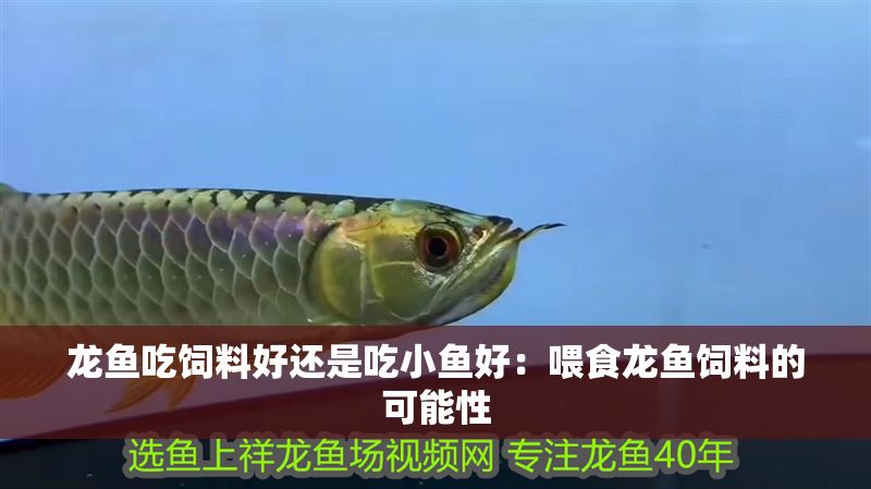 龍魚吃飼料好還是吃小魚好：喂食龍魚飼料的可能性 龍魚吃飼料好還是吃小魚好：喂食龍魚飼料的可能性 龍魚百科 第2張