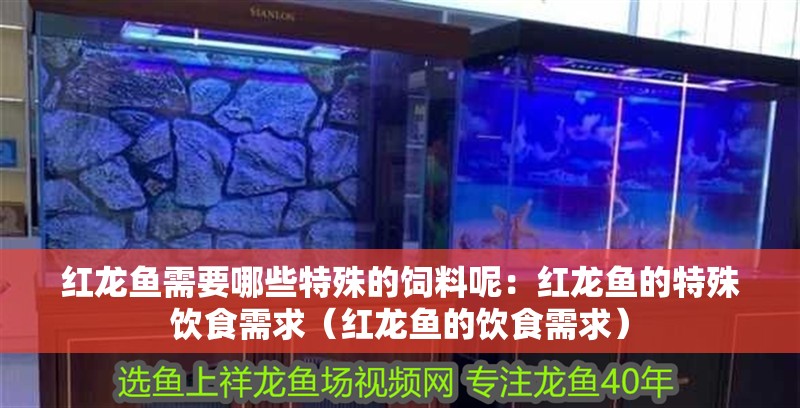 紅龍魚需要哪些特殊的飼料呢：紅龍魚的特殊飲食需求（紅龍魚的飲食需求） 紅龍魚需要哪些特殊的飼料呢：紅龍魚的特殊飲食需求（紅龍魚的飲食需求） 水族問答