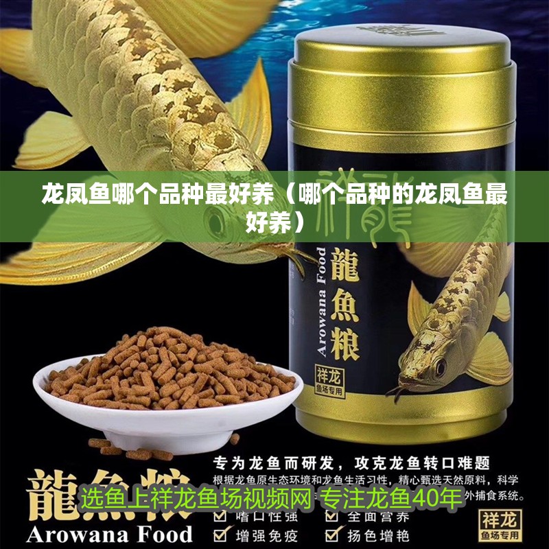 龍鳳魚哪個品種最好養（哪個品種的龍鳳魚最好養） 龍鳳魚哪個品種最好養（哪個品種的龍鳳魚最好養） 龍魚百科
