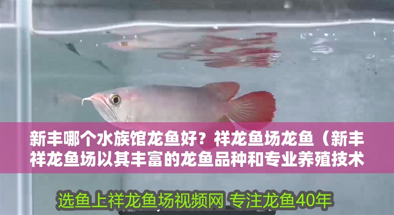 新豐哪個水族館龍魚好？祥龍魚場龍魚（新豐祥龍魚場以其豐富的龍魚品種和專業養殖技術而聞名） 新豐哪個水族館龍魚好？祥龍魚場龍魚（新豐祥龍魚場以其豐富的龍魚品種和專業養殖技術而聞名） 龍魚百科