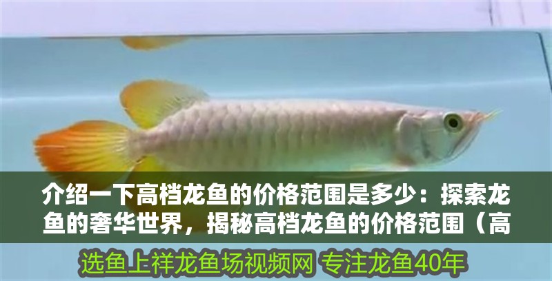 介紹一下高檔龍魚的價格范圍是多少：探索龍魚的奢華世界，揭秘高檔龍魚的價格范圍（高檔龍魚的價格范圍）