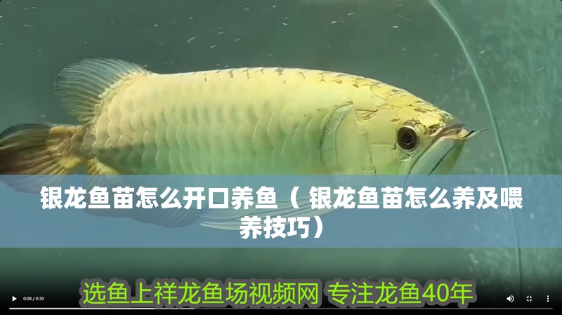 銀龍魚苗怎么開口養(yǎng)魚（ 銀龍魚苗怎么養(yǎng)及喂養(yǎng)技巧）