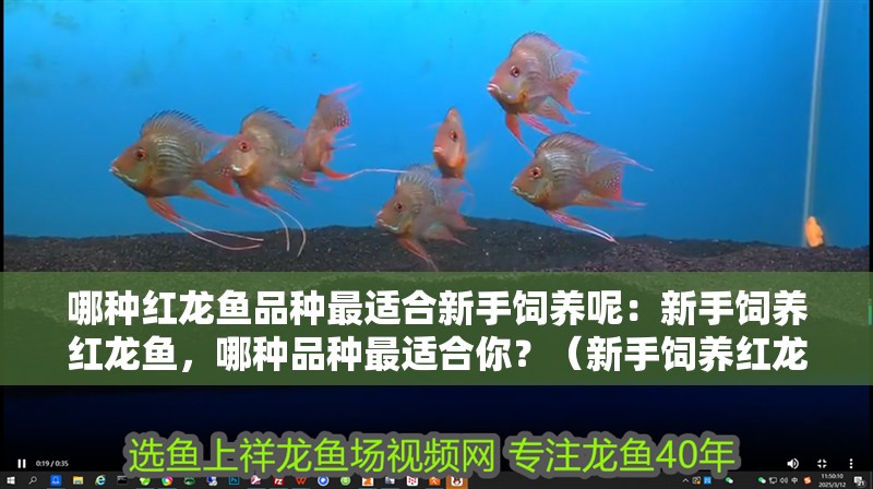 哪種紅龍魚品種最適合新手飼養(yǎng)呢：新手飼養(yǎng)紅龍魚，哪種品種最適合你？（新手飼養(yǎng)紅龍魚的注意事項(xiàng)）
