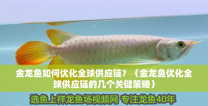 金龍魚如何優化全球供應鏈？（金龍魚優化全球供應鏈的幾個關鍵策略）