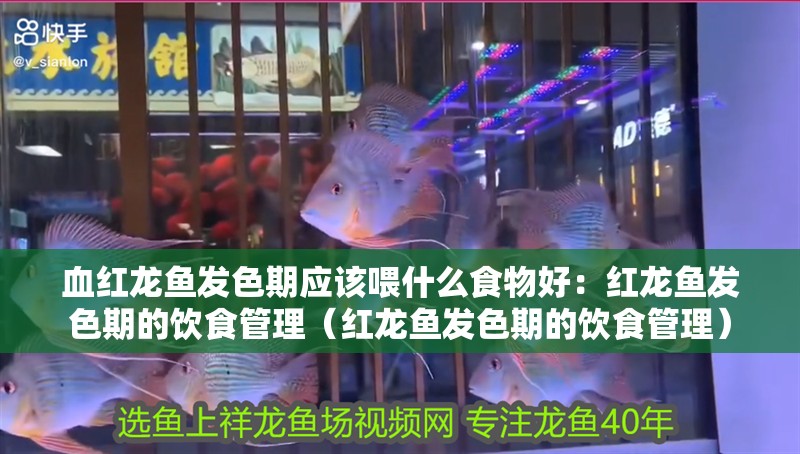 血紅龍魚發色期應該喂什么食物好：紅龍魚發色期的飲食管理（紅龍魚發色期的飲食管理） 血紅龍魚發色期應該喂什么食物好：紅龍魚發色期的飲食管理（紅龍魚發色期的飲食管理） 水族問答