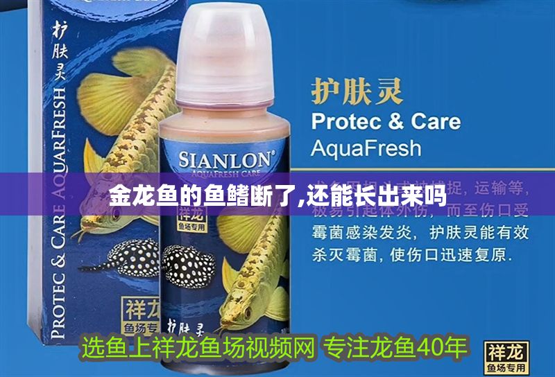 金龍魚的魚鰭斷了,還能長出來嗎