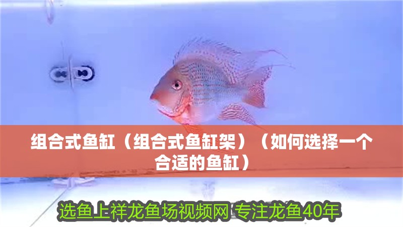 組合式魚缸（組合式魚缸架）（如何選擇一個(gè)合適的魚缸）