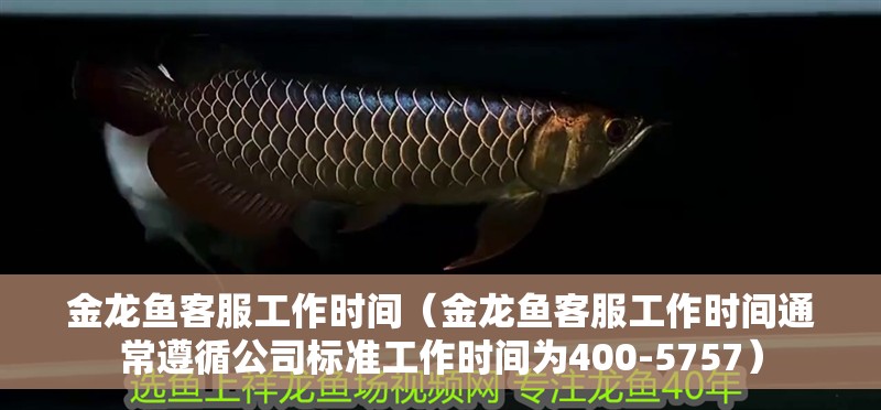 金龍魚客服工作時間（金龍魚客服工作時間通常遵循公司標準工作時間為400-5757）