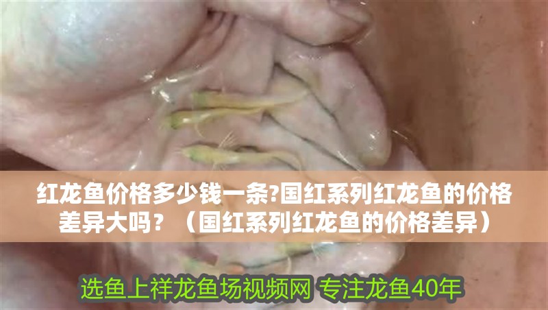 紅龍魚價格多少錢一條?國紅系列紅龍魚的價格差異大嗎？（國紅系列紅龍魚的價格差異）