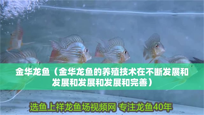 金華龍魚（金華龍魚的養(yǎng)殖技術(shù)在不斷發(fā)展和發(fā)展和發(fā)展和發(fā)展和完善）