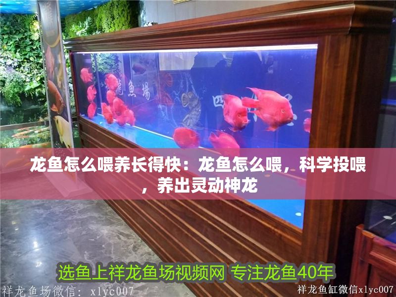 龍魚怎么喂養長得快：龍魚怎么喂，科學投喂，養出靈動神龍