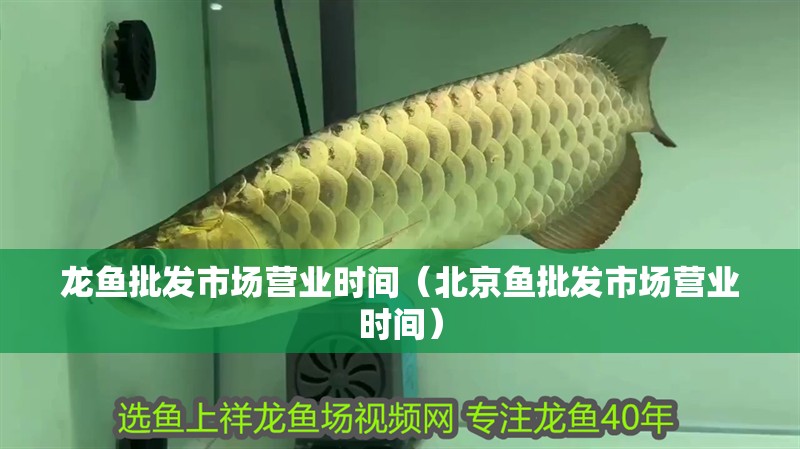 龍魚批發市場營業時間（北京魚批發市場營業時間）