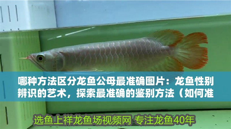 哪種方法區分龍魚公母最準確圖片：龍魚性別辨識的藝術，探索最準確的鑒別方法（如何準確區分龍魚的性別）